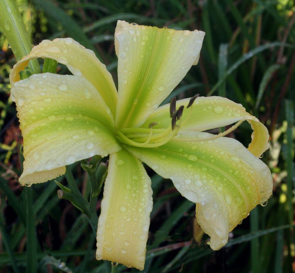 Photo of Daylily (Hemerocallis 'Green Ribbons') uploaded by floota