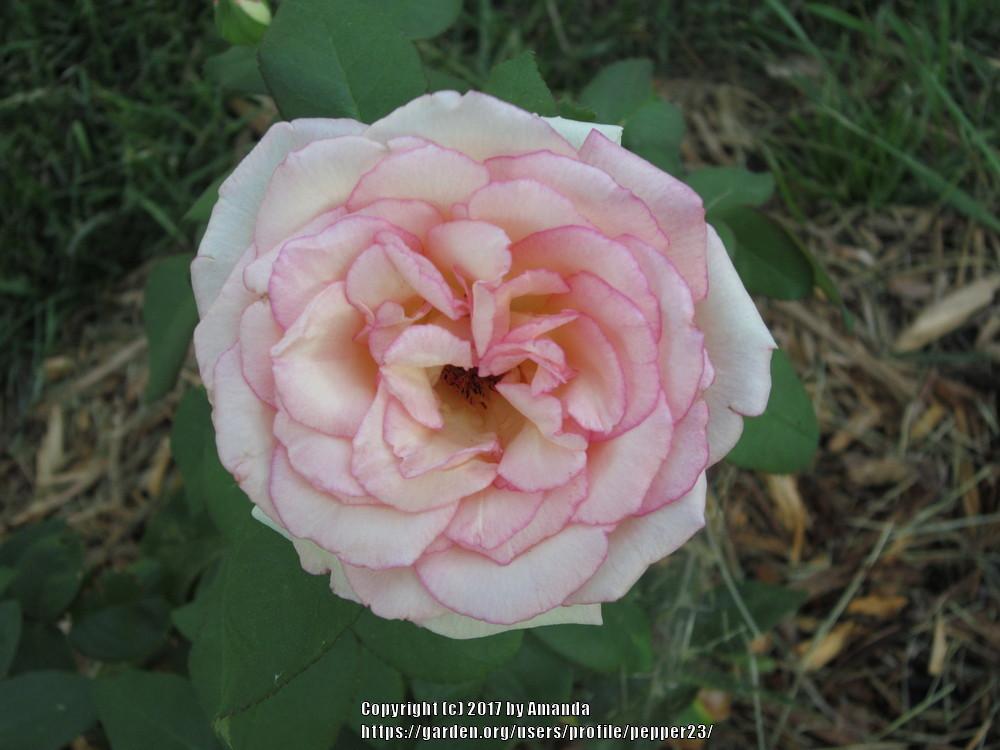 Photo of Rose (Rosa 'Souvenir de Baden-Baden') uploaded by pepper23