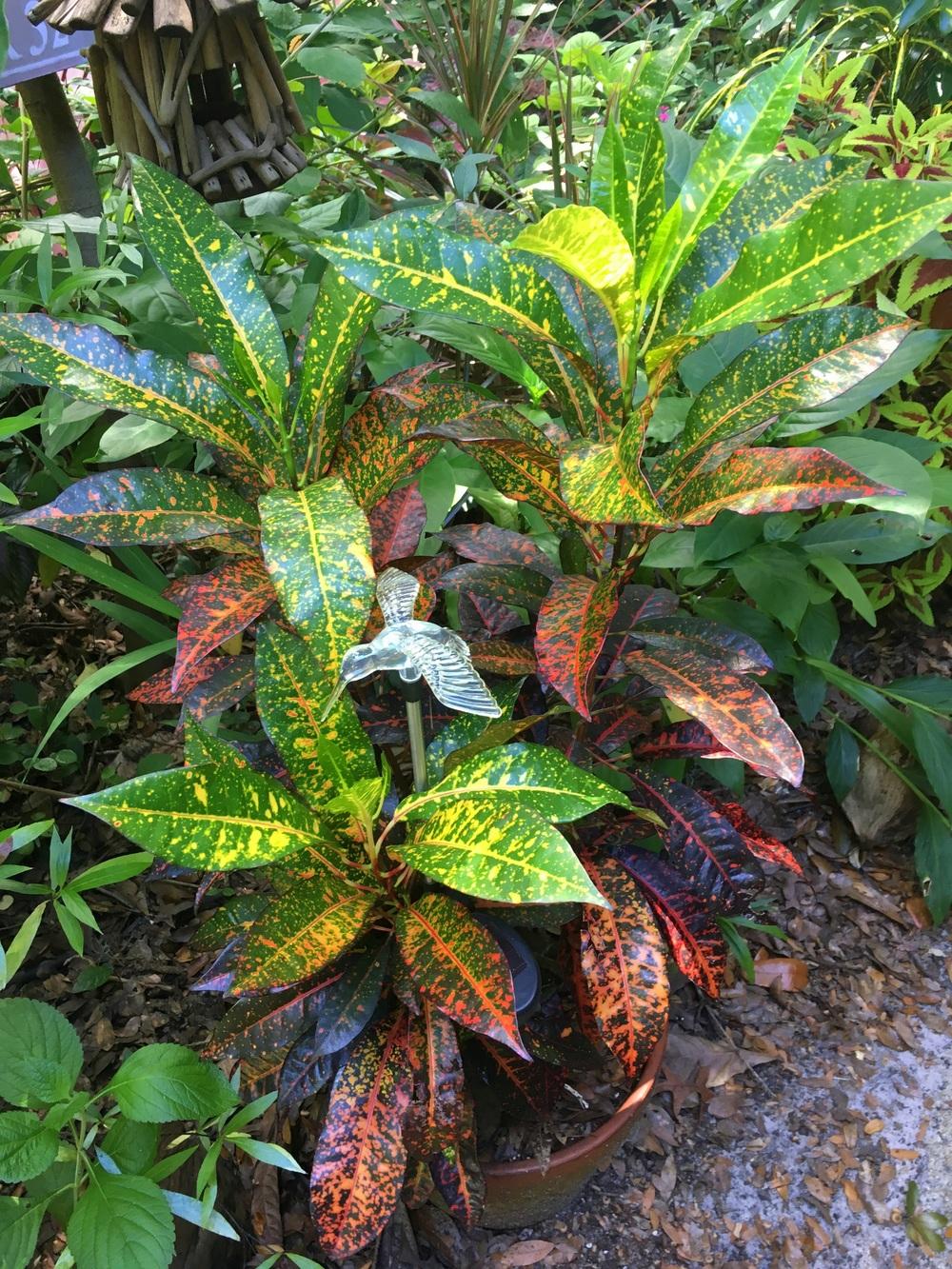 Photo of Croton (Codiaeum variegatum 'Freckles') uploaded by sunkissed