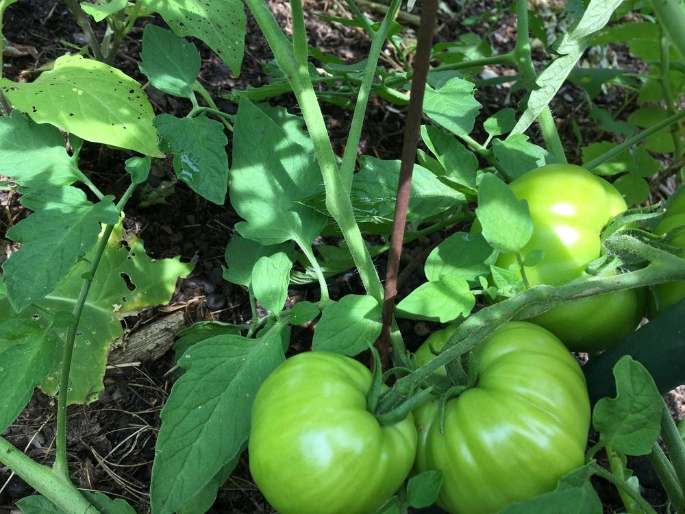 Photo of Tomato (Solanum lycopersicum 'Celebrity') uploaded by Anderwood
