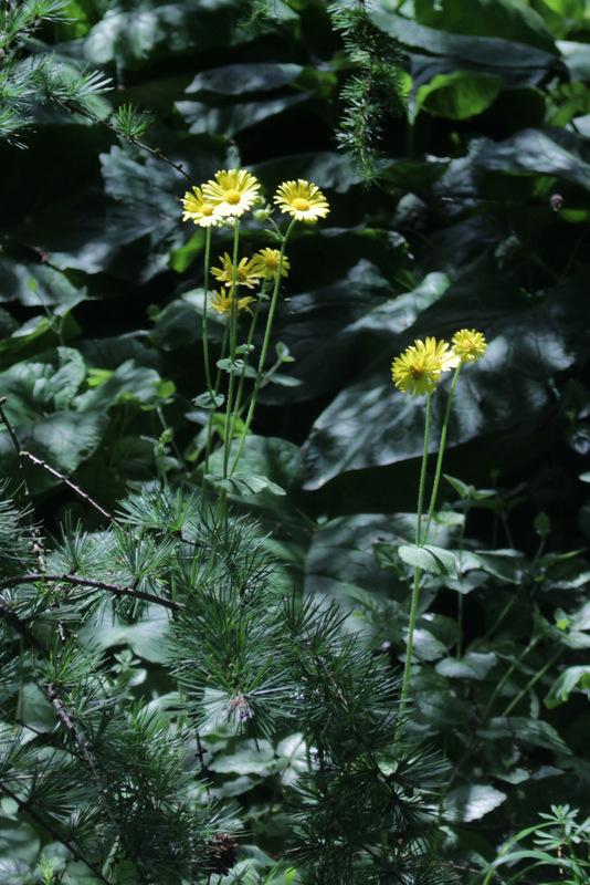 Photo of Great Leopard's Bane (Doronicum pardalianches) uploaded by RuuddeBlock