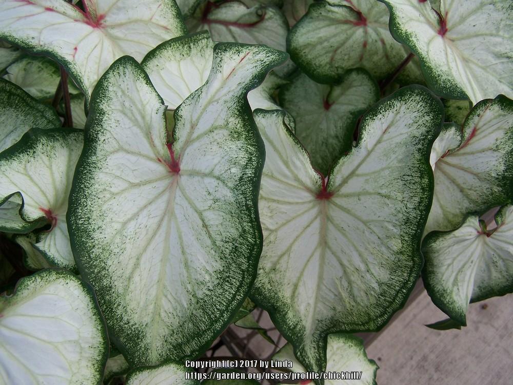 Photo of Strap-Leaf Caladium (Caladium Heart to Heart™ White Wonder) uploaded by chickhill