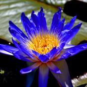Blue Water Lily 002