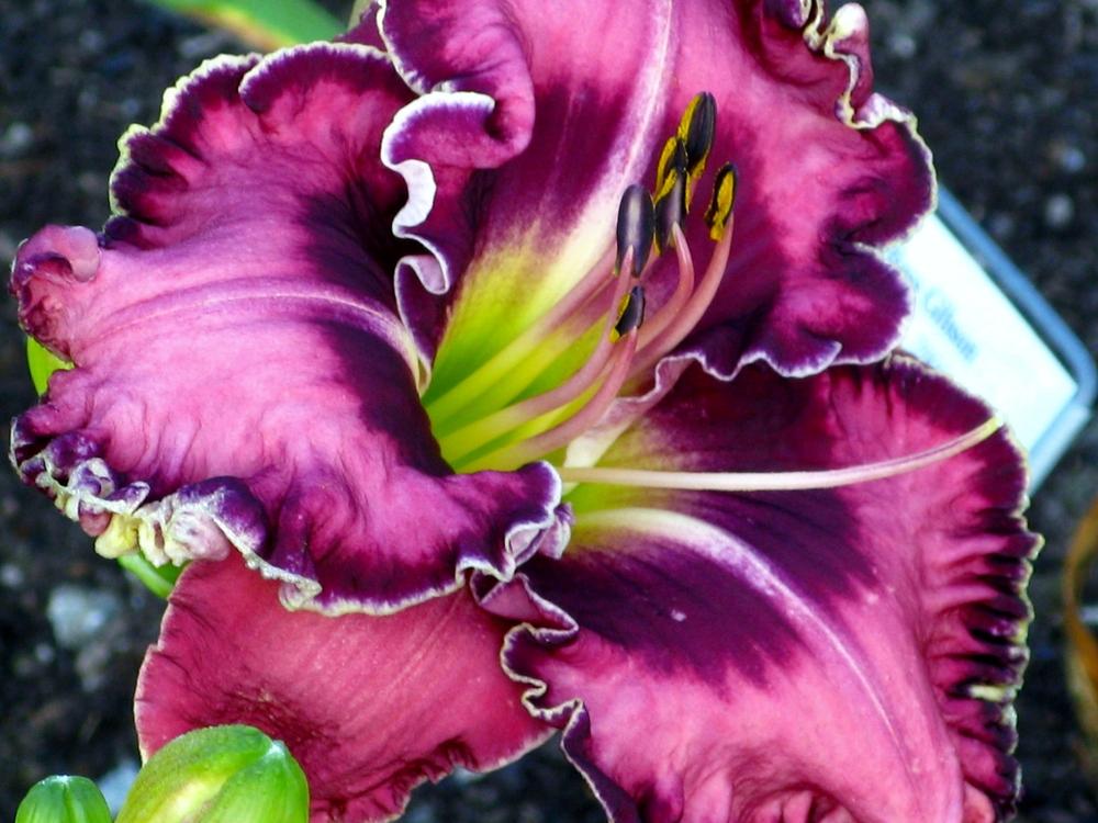 Photo of Daylily (Hemerocallis 'Picasso's Intrigue') uploaded by Ina