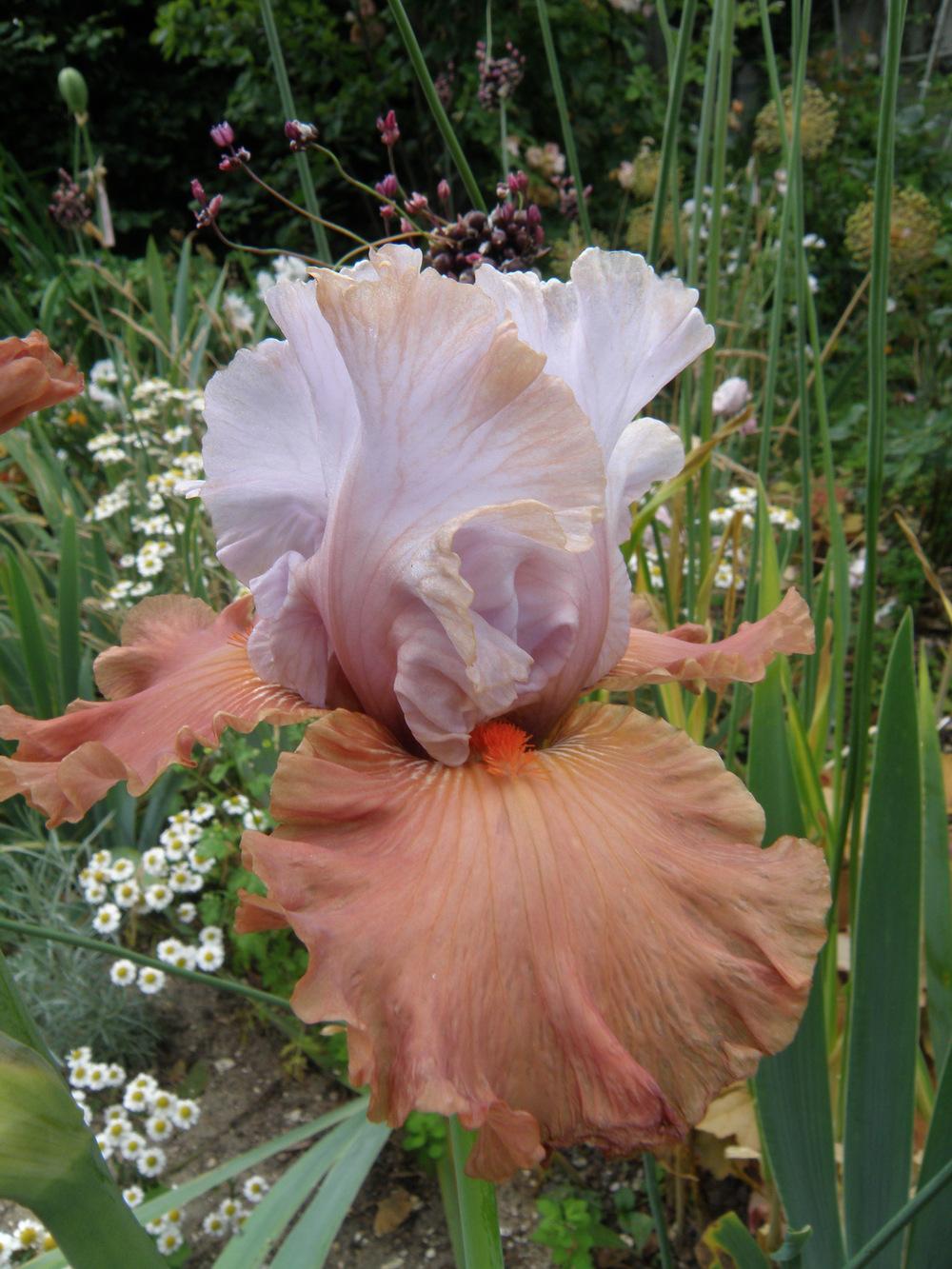Photo of Tall Bearded Iris (Iris 'Handful of Magic') uploaded by IrisLilli