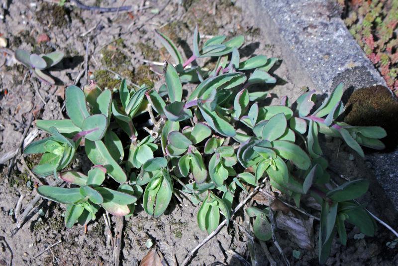 Photo of Great Stonecrop (Hylotelephium maximum subsp. maximum) uploaded by RuuddeBlock