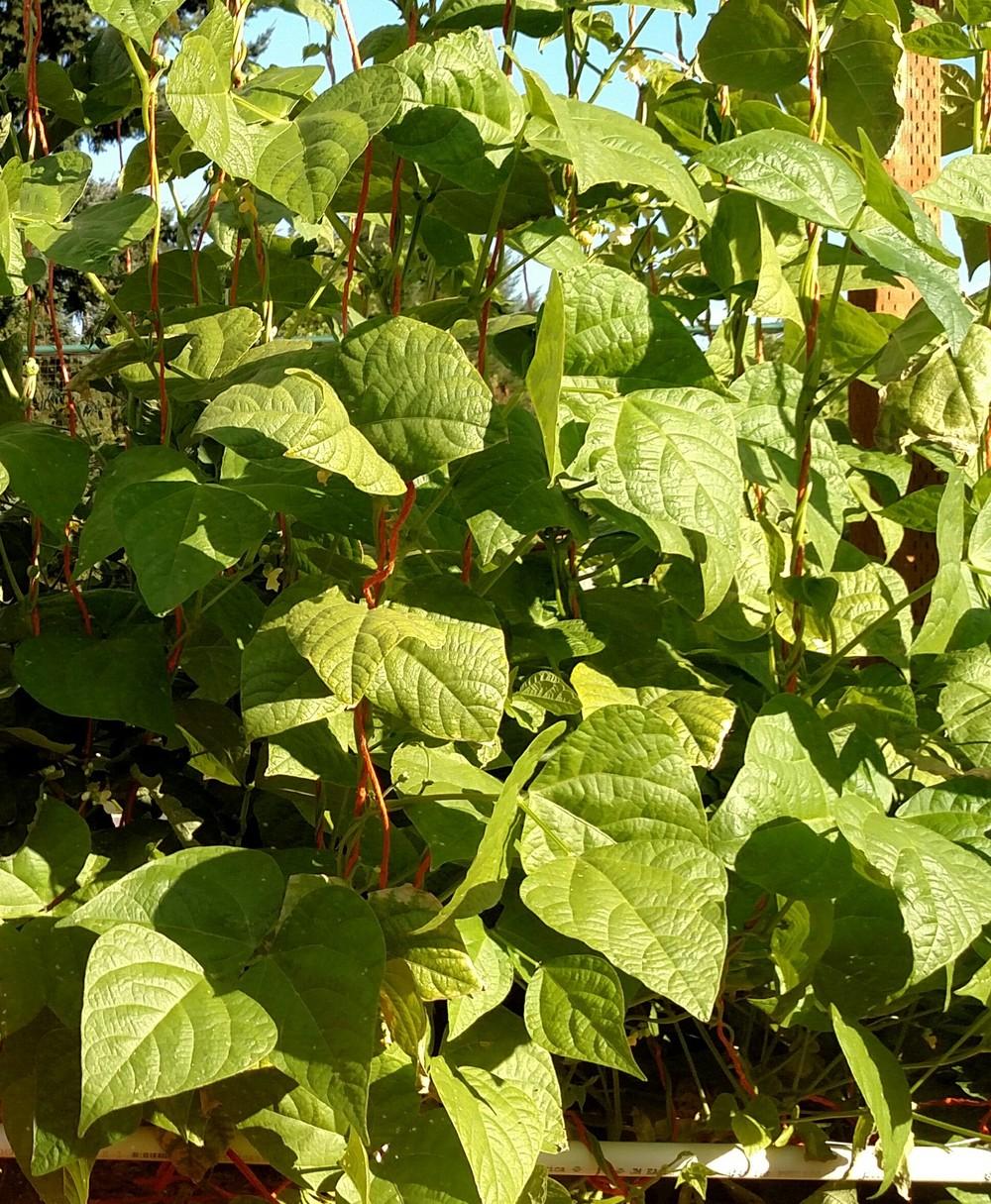 Photo of Pole Bean (Phaseolus vulgaris 'Kentucky Wonder') uploaded by Toni