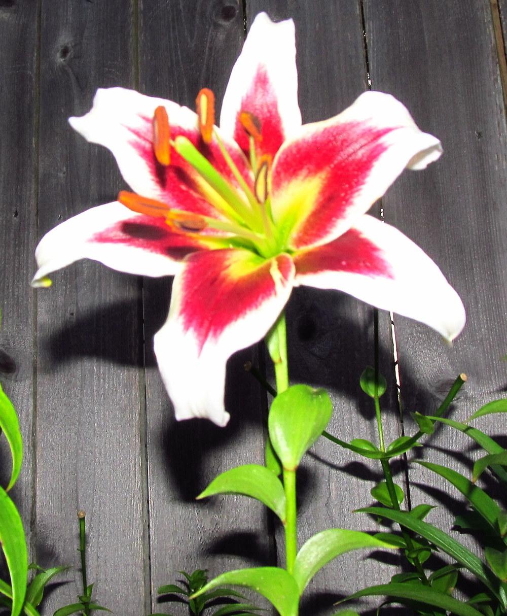 Photo of Lily (Lilium 'Beverly Dreams') uploaded by jmorth