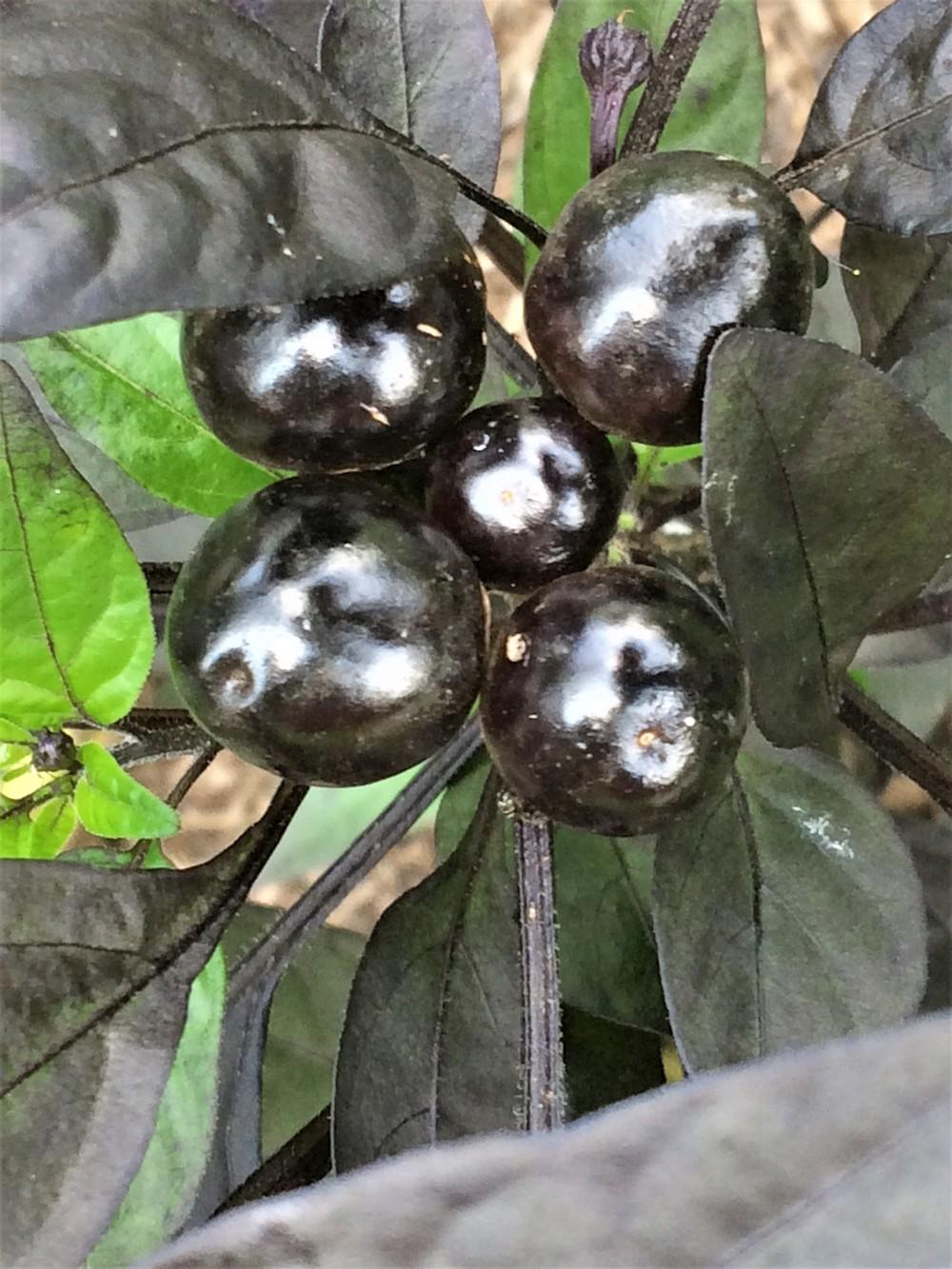 Photo of Ornamental Pepper (Capsicum annuum 'Black Pearl') uploaded by nativeplantlover