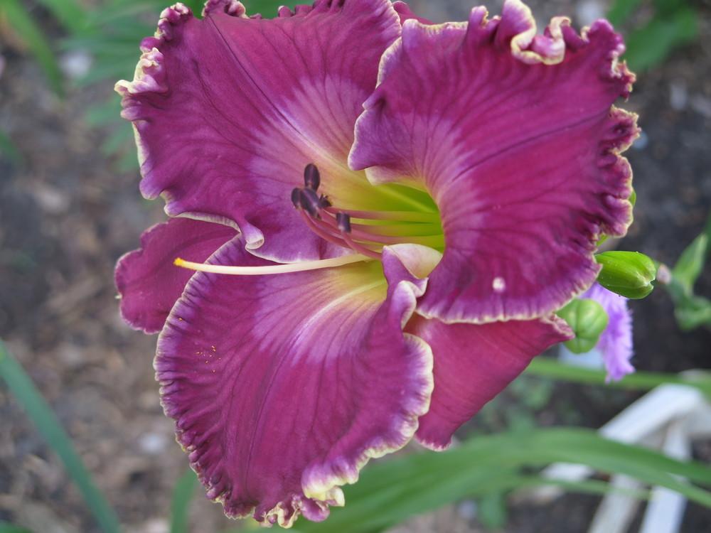 Photo of Daylily (Hemerocallis 'Cup of Cold Water') uploaded by zepher13
