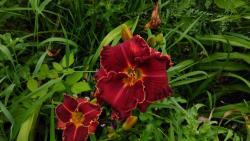 Thumb of 2017-07-22/DogsNDaylilies/6022a1