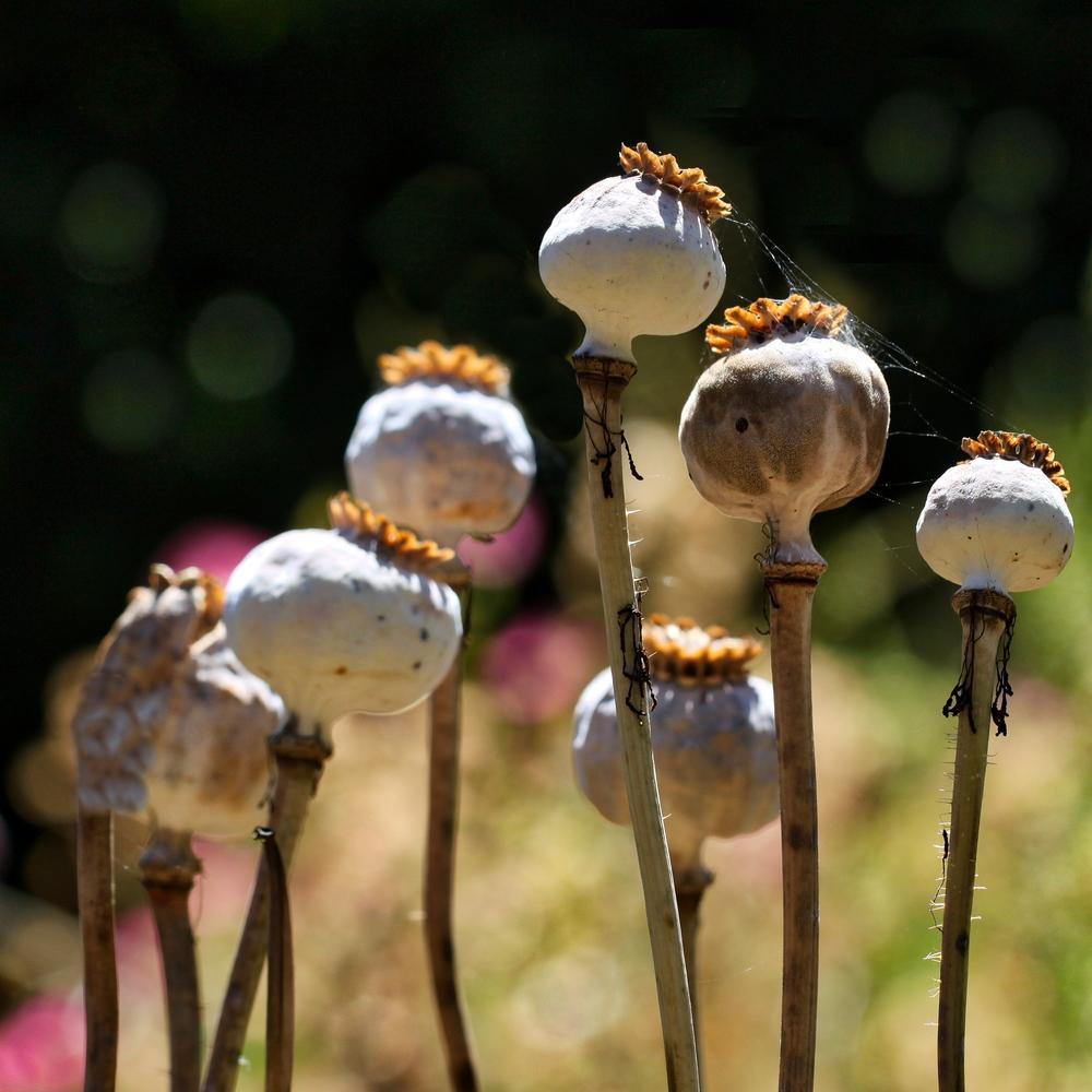 Photo of Poppies (Papaver) uploaded by Jerseyfornia