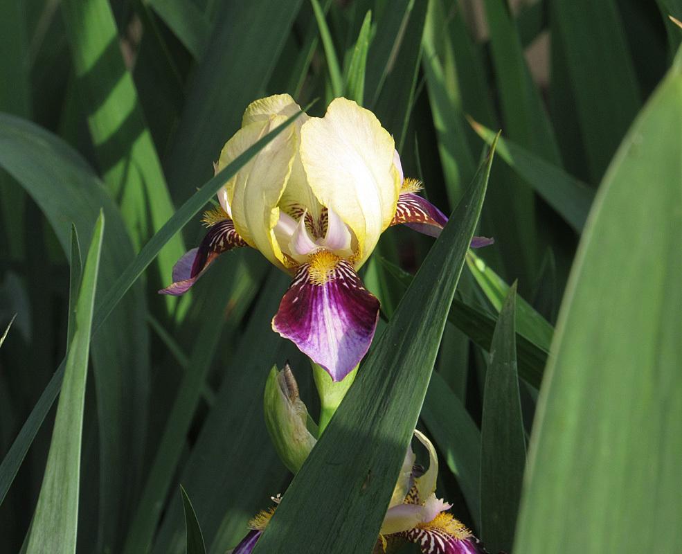 Photo of Tall Bearded Iris (Iris 'Roméo') uploaded by Lestv