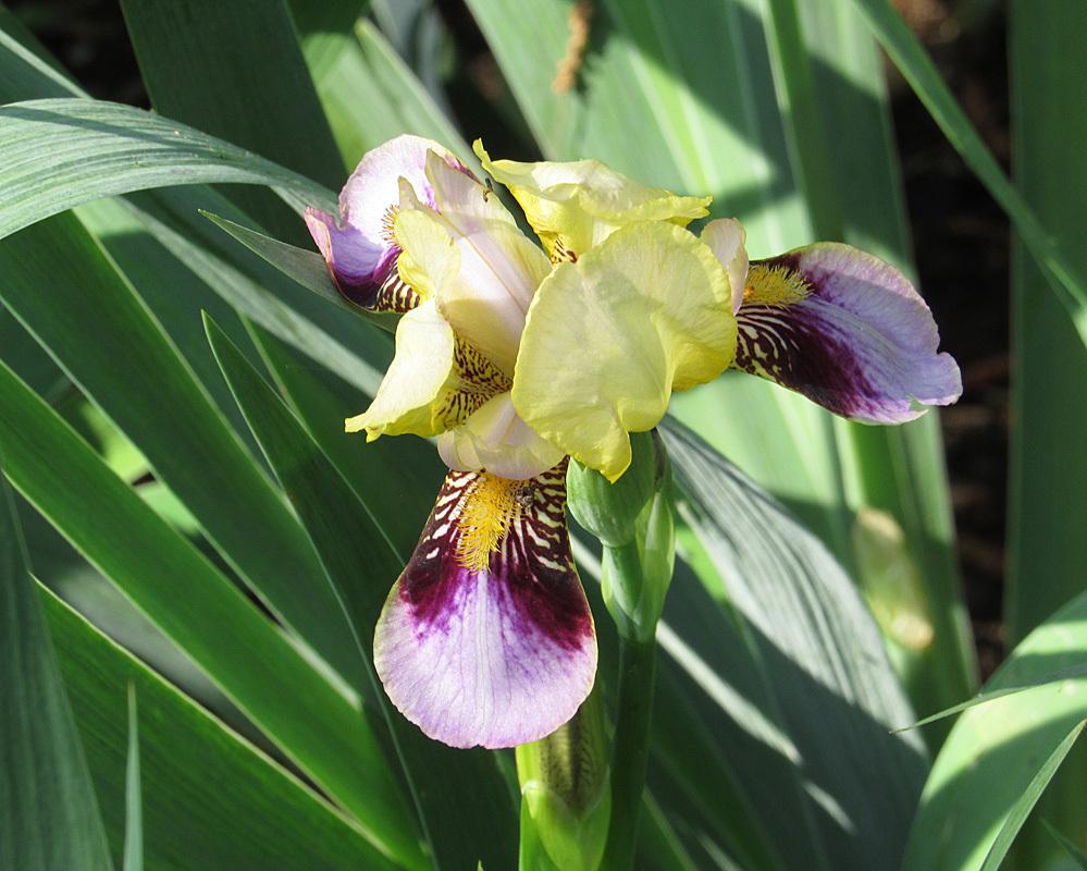 Photo of Tall Bearded Iris (Iris 'Roméo') uploaded by Lestv