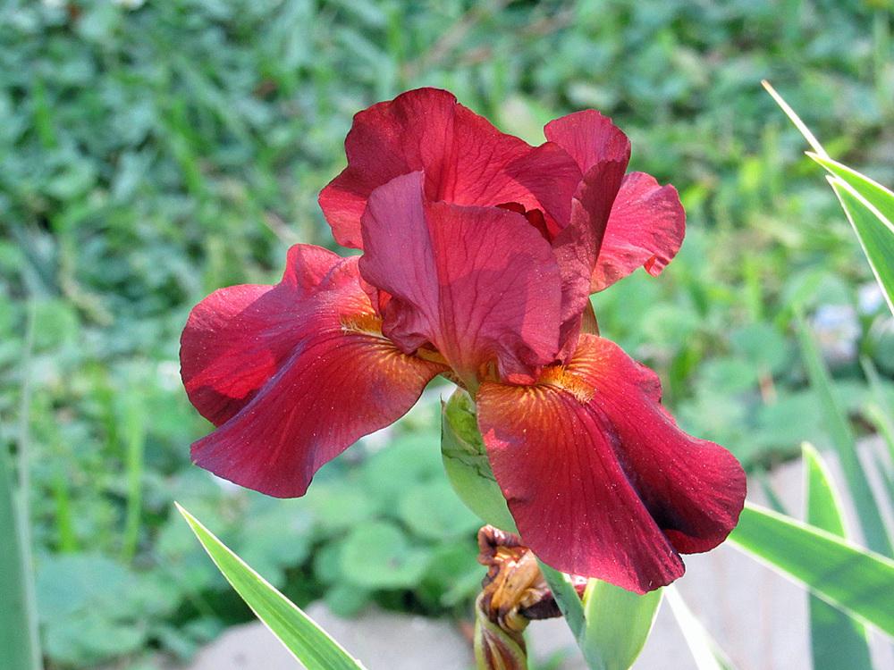 Photo of Tall Bearded Iris (Iris 'Spartan') uploaded by Lestv