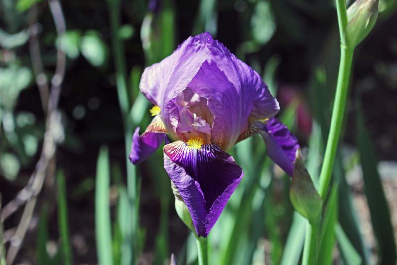 Photo of Tall Bearded Iris (Iris 'Lent A. Williamson') uploaded by RuuddeBlock