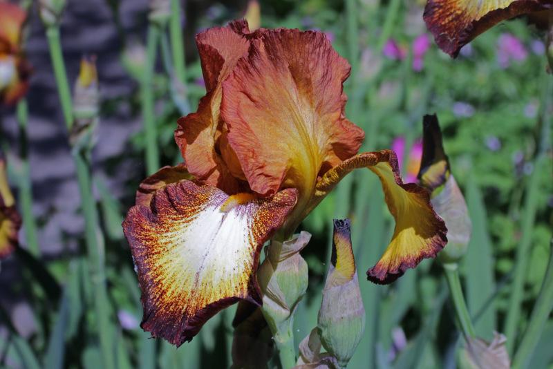 Photo of Tall Bearded Iris (Iris 'Spreckles') uploaded by RuuddeBlock