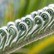 close up of unfurling fronds