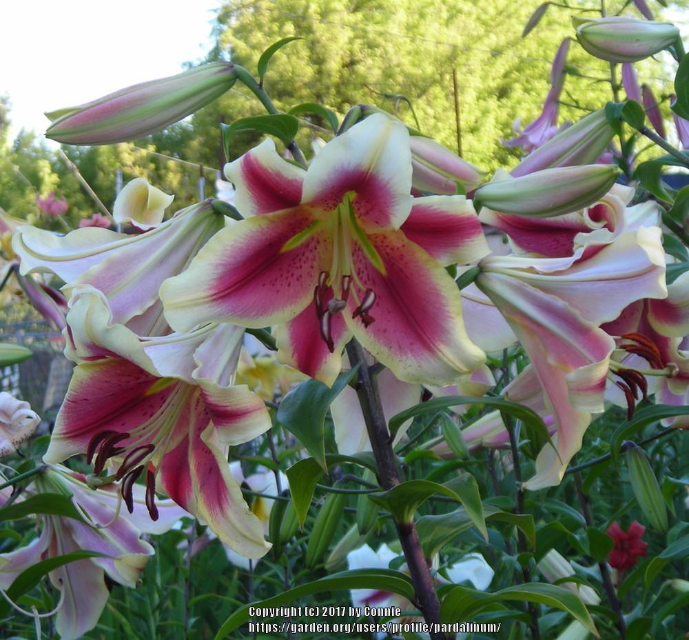 Photo of Lily (Lilium 'Holland Beauty') uploaded by pardalinum