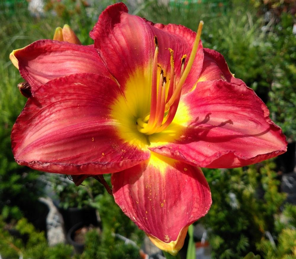Photo of Daylily (Hemerocallis 'Passion for Red') uploaded by DogsNDaylilies