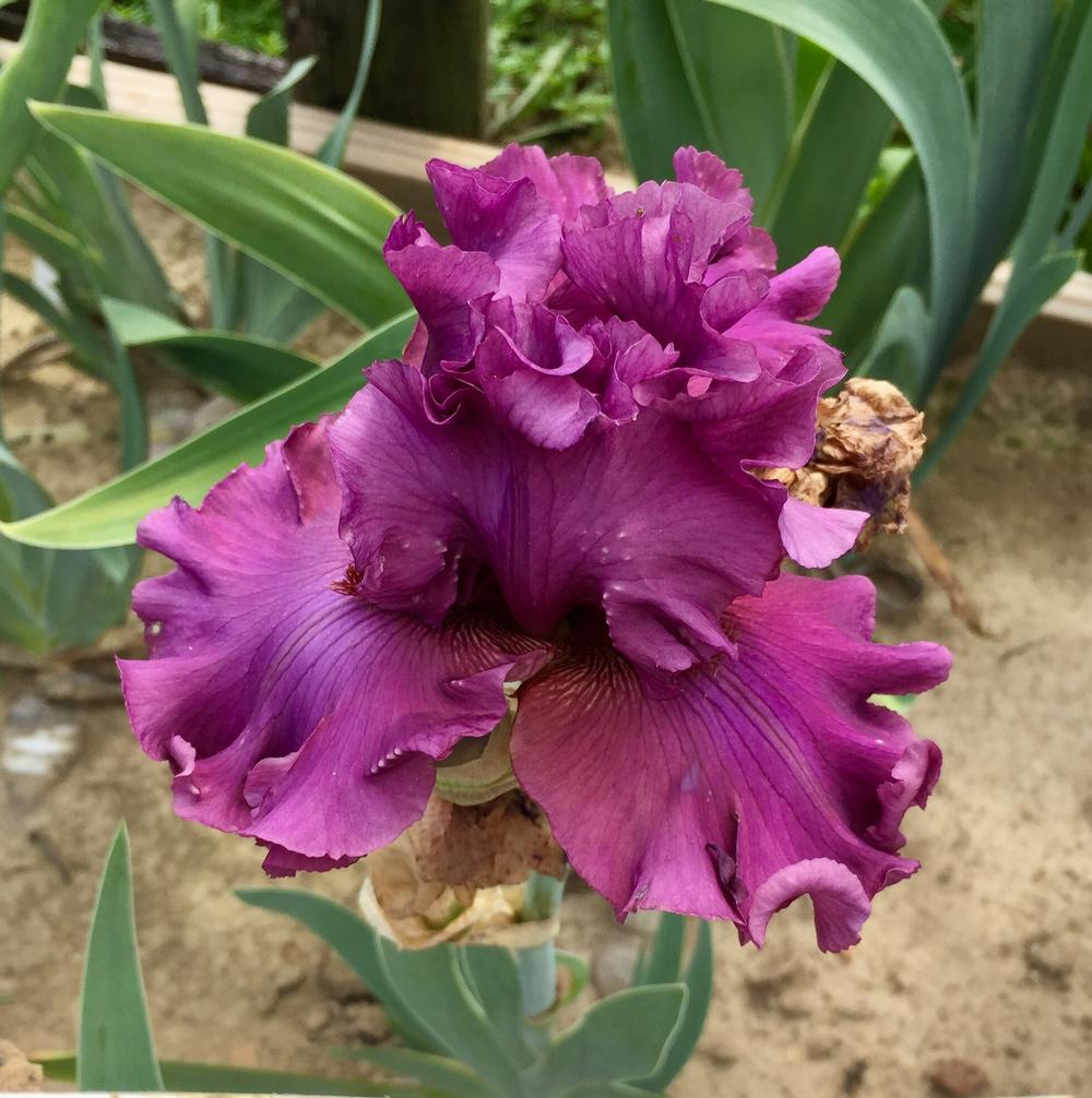 Photo of Tall Bearded Iris (Iris 'Master at Arms') uploaded by Islandview