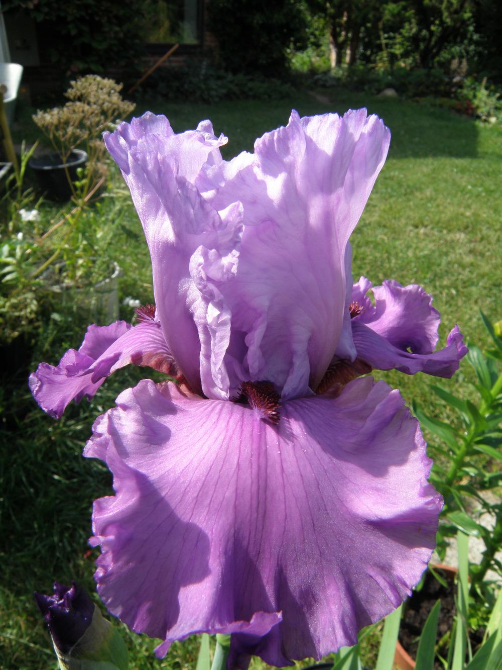 Photo of Tall Bearded Iris (Iris 'Chocolates and Silk') uploaded by IrisLilli
