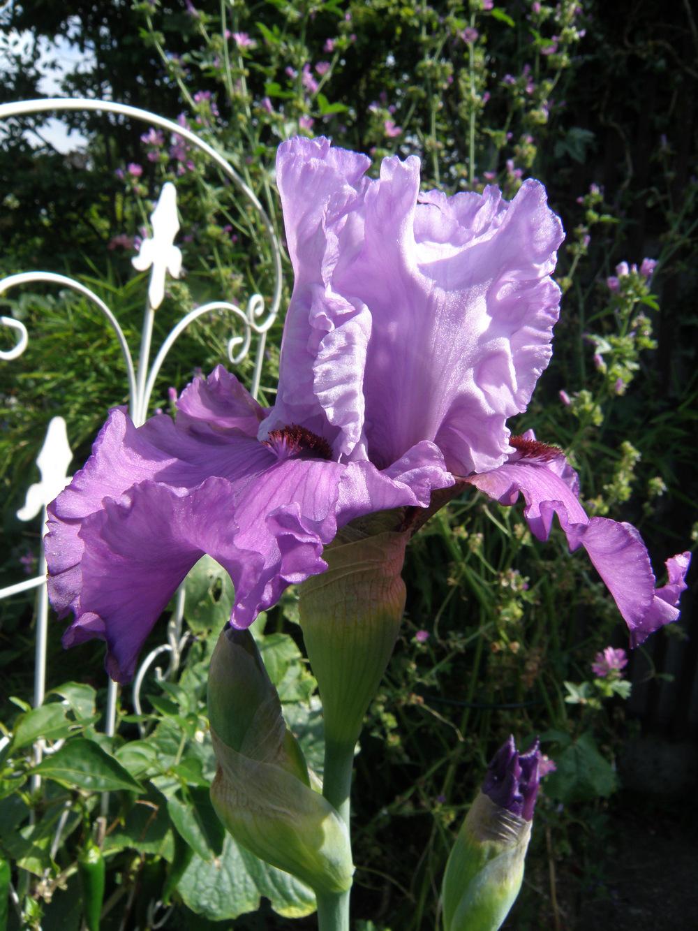 Photo of Tall Bearded Iris (Iris 'Chocolates and Silk') uploaded by IrisLilli