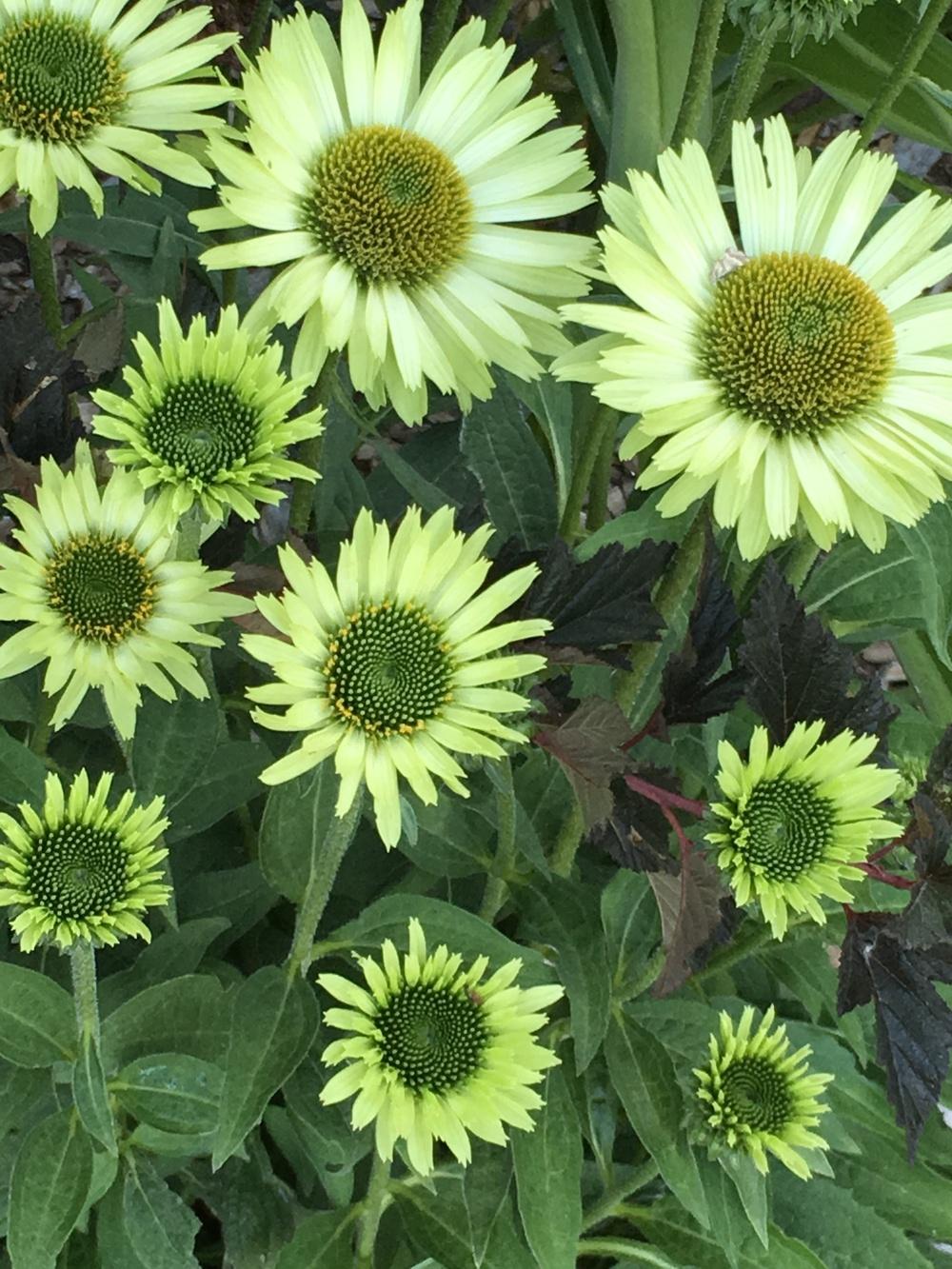 Photo of Coneflower (Echinacea 'Green Jewel') uploaded by Legalily