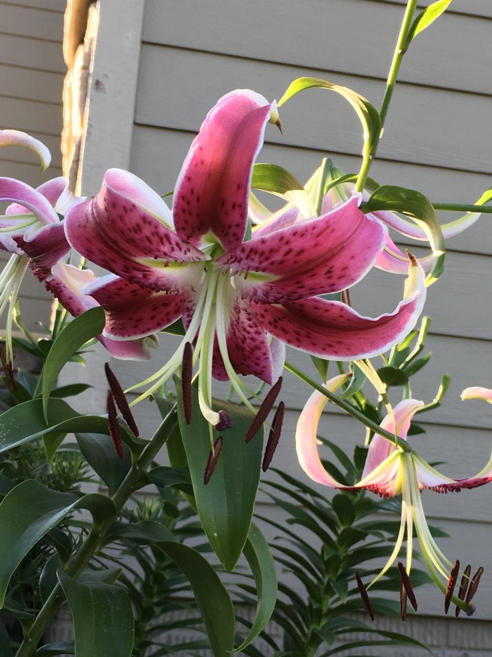 Photo of Lily (Lilium 'Scarlet Delight') uploaded by Legalily