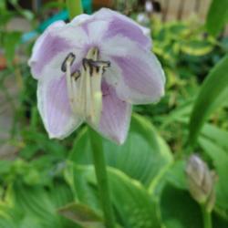 Location: Apple Valley MN
Date: 2017-07-23
H. Lady Isobel Barnett flower white/lavender mid-late July