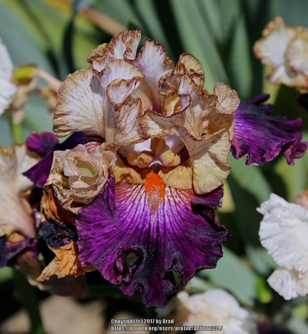 Photo of Tall Bearded Iris (Iris 'Seal a Deal') uploaded by ARUBA1334