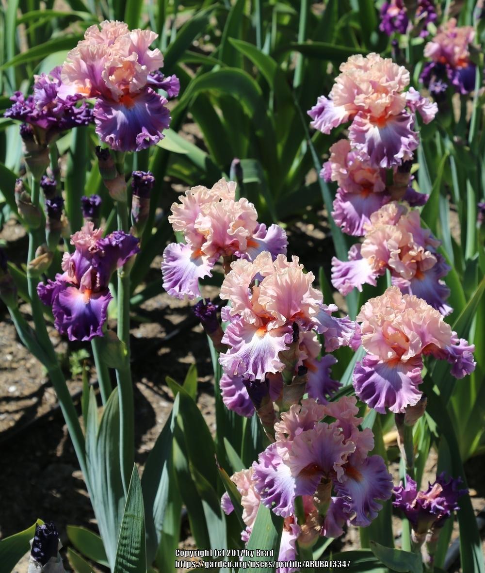 Photo of Tall Bearded Iris (Iris 'Photogenic') uploaded by ARUBA1334