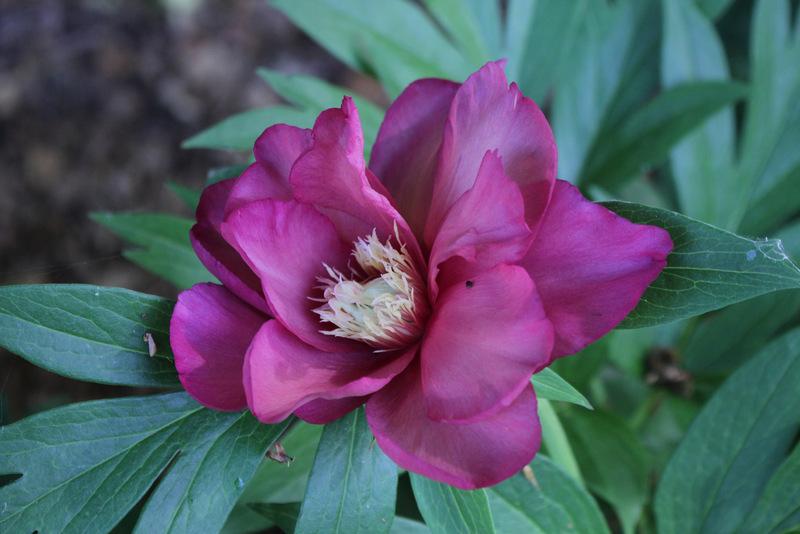 Photo of Intersectional Peony (Paeonia 'Julia Rose') uploaded by RuuddeBlock