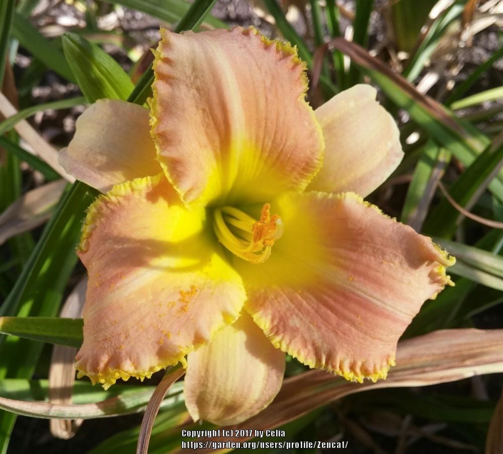 Photo of Daylilies (Hemerocallis) uploaded by Zencat