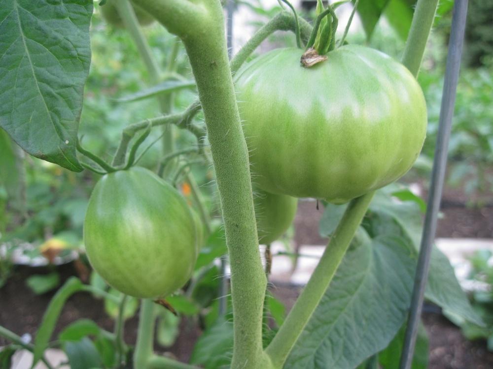 Photo of Tomato (Solanum lycopersicum 'Japanese Trifele Black') uploaded by robertduval14