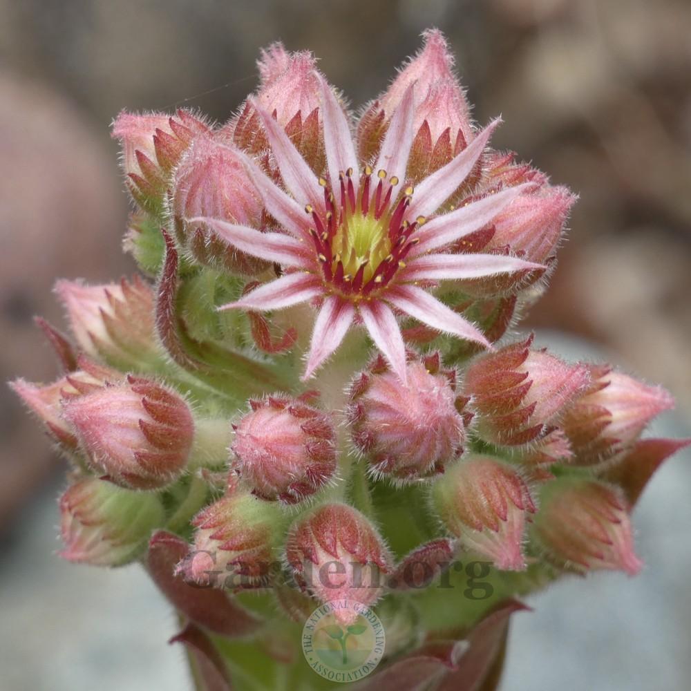 Photo of Hen and Chicks (Sempervivum 'Silver King') uploaded by Patty