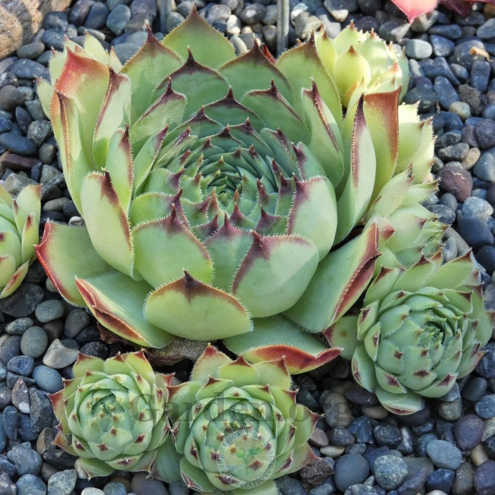 Photo of Hen and Chicks (Sempervivum 'Wilhelm Tell') uploaded by Patty