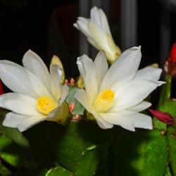 Location: Botanical Gardens of the State of Georgia...Athens, Ga
Date: 2017-04-25
Easter Cactus 007
