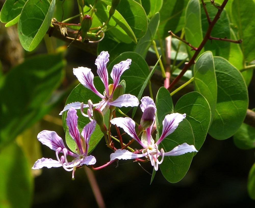 Photo of Yunnan Bauhinia (Bauhinia yunnanensis) uploaded by EscondidoCal