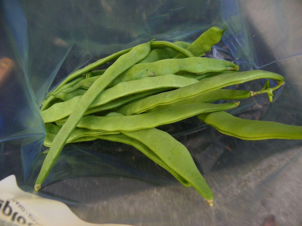 Photo of Common Bean (Phaseolus vulgaris 'Northeaster') uploaded by Newyorkrita