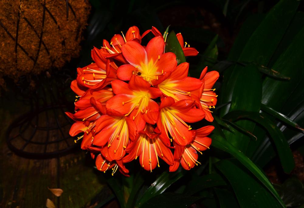 Photo of Fire Lily (Clivia miniata) uploaded by dawiz1753