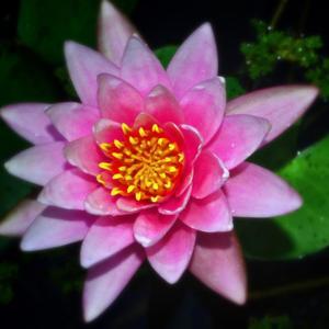 Pink Water Lily 005
