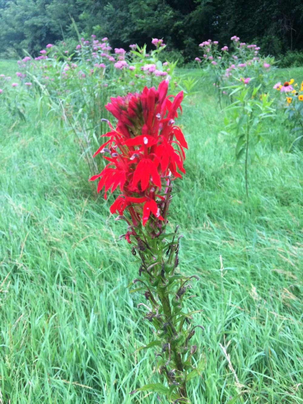 Photo of Cardinal Flower (Lobelia cardinalis) uploaded by nativeplantlover