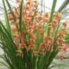 Courtesy of Andy Easton, New Horizon Orchids. Used with permissio