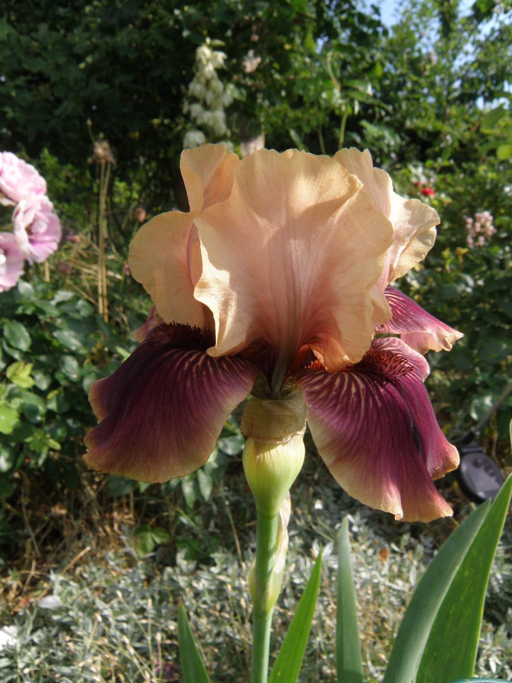 Photo of Intermediate Bearded Iris (Iris 'Dramatico') uploaded by IrisLilli