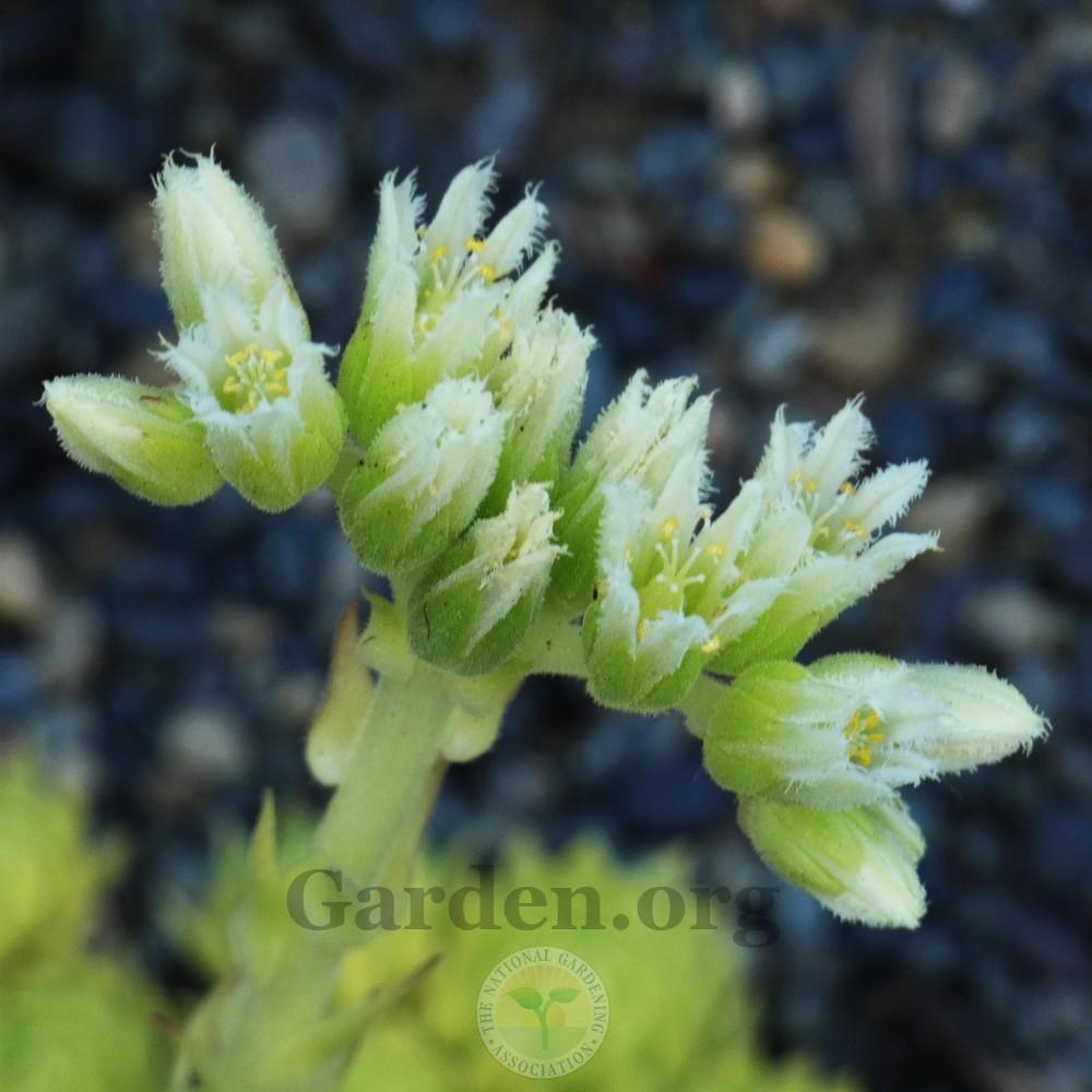 Photo of Rollers (Sempervivum globiferum subsp. globiferum) uploaded by Patty