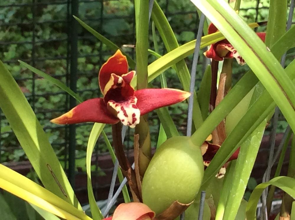 Photo of Coconut Orchid (Maxillaria tenuifolia) uploaded by Ursula