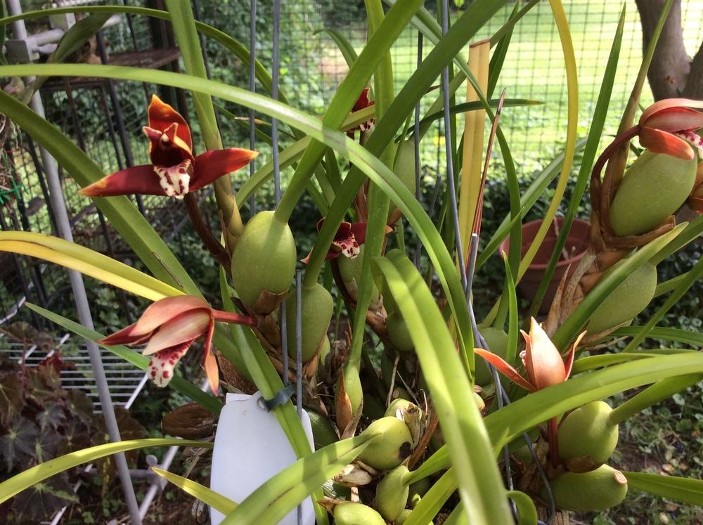 Photo of Coconut Orchid (Maxillaria tenuifolia) uploaded by Ursula