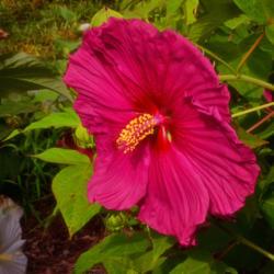 Location: Botanical Gardens of the State of Georgia...Athens, Ga
Date: 2017-07-28
Pink Hibiscus 011