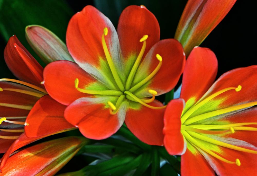 Photo of Fire Lily (Clivia miniata) uploaded by dawiz1753